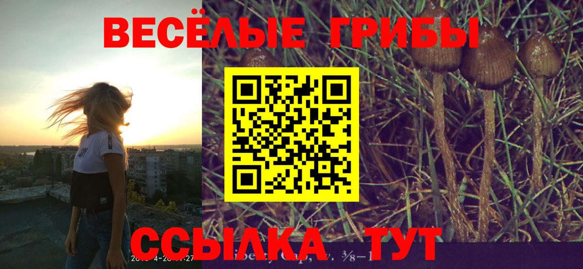 Сунжа  Галлюциногенные грибы Psilocybine cubensis  Вход с VPN  Галлюциногенные грибы GOLDEN TEACHER 